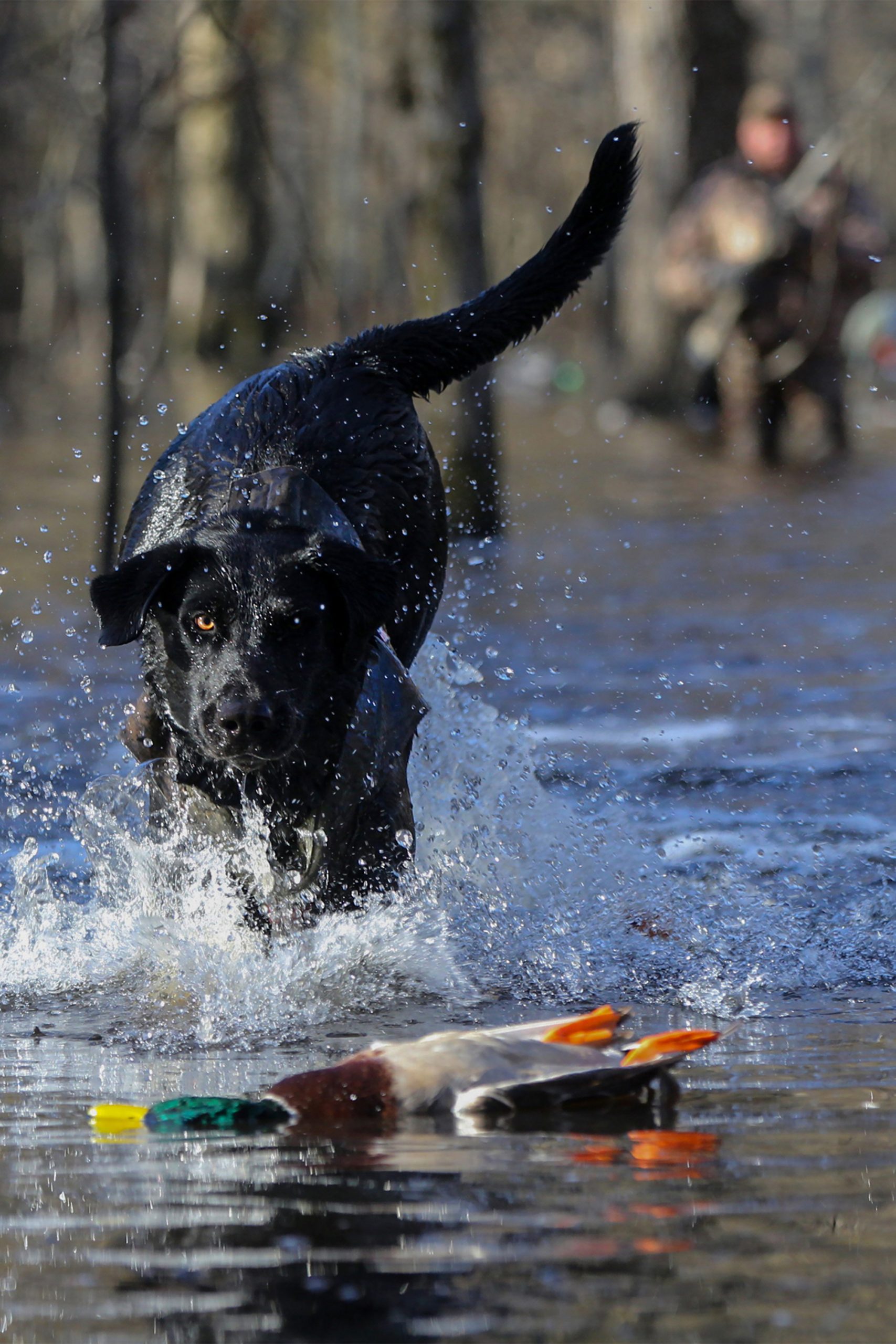 Commission duck hunt at Greenbriar Duck Club in DeValls Bluff Hazen area