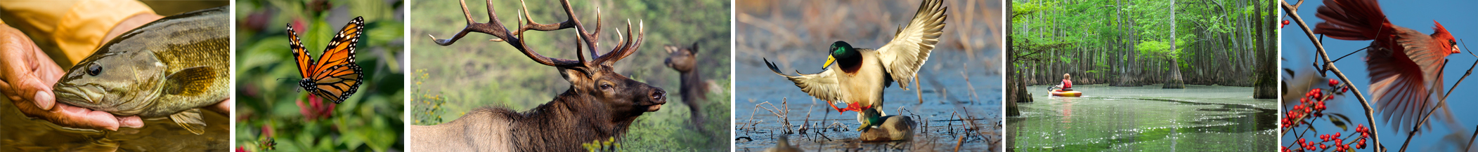 wide agff wildlife