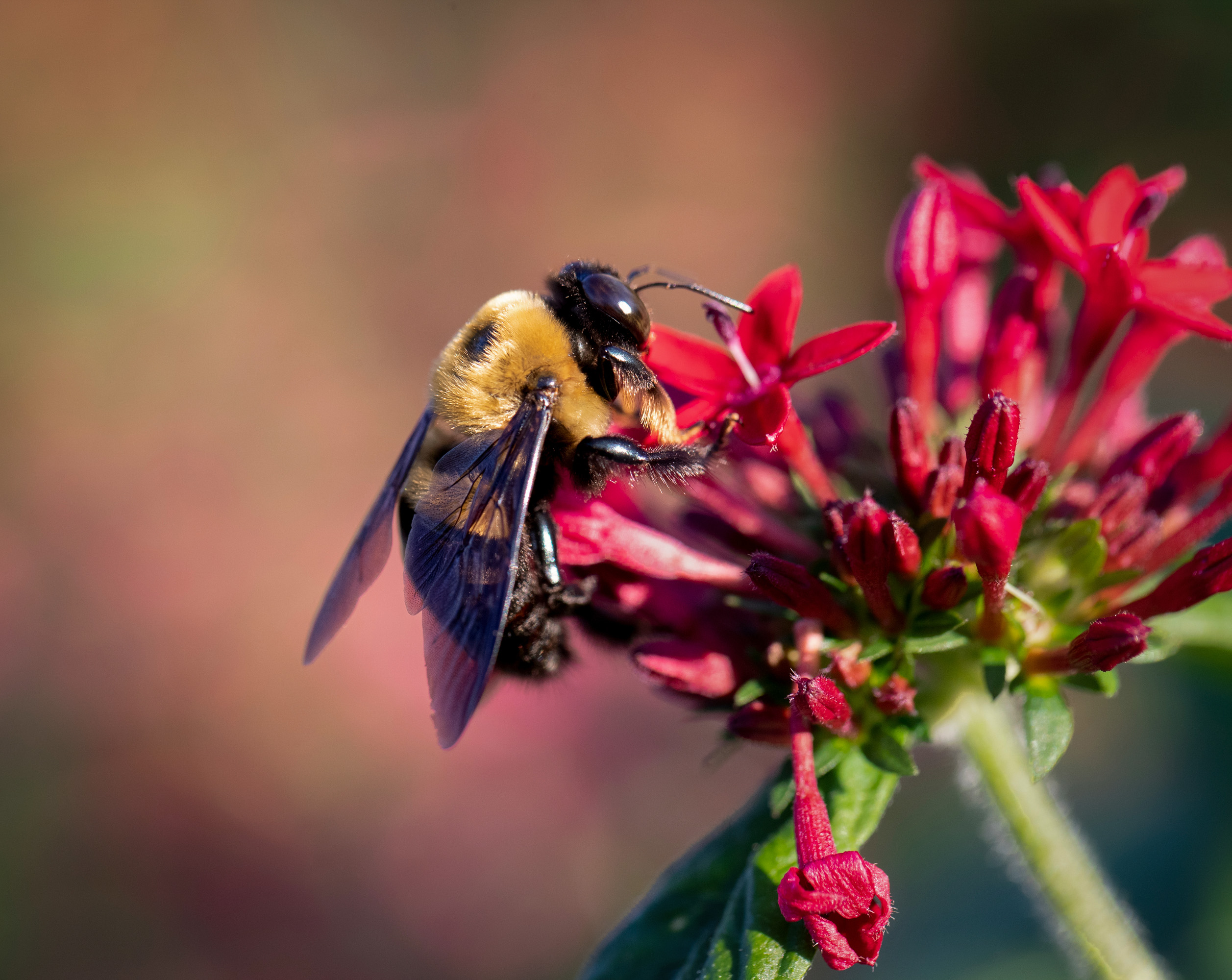 AGFC Arkansas Wildlife Calendar Photos